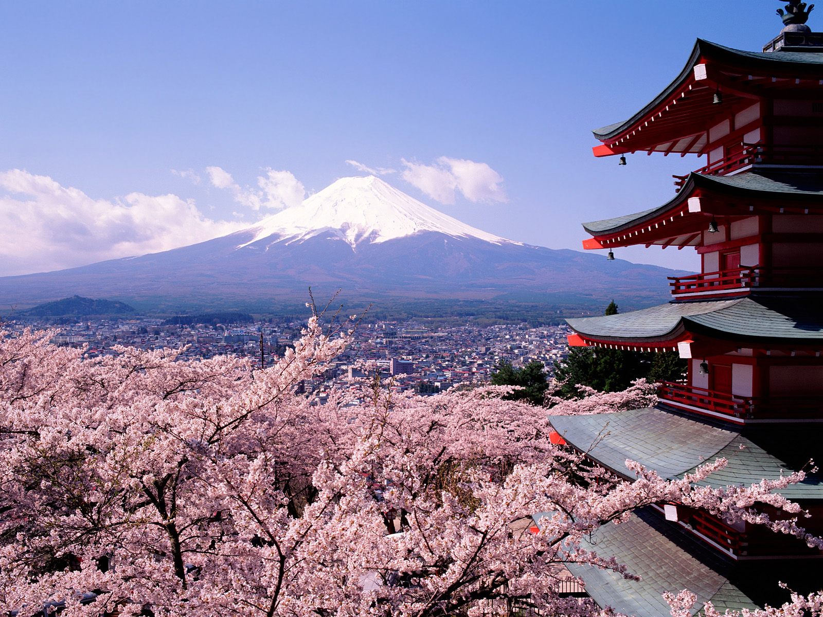 Fuji_Japan_-_Cherry_Blossoms_and_Mount.jpg