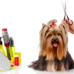 Стрижка собак на дому: насколько это эффективно и просто?