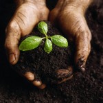 Растительный грунт – состав, свойства, применение