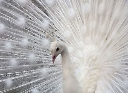 Животные альбиносы