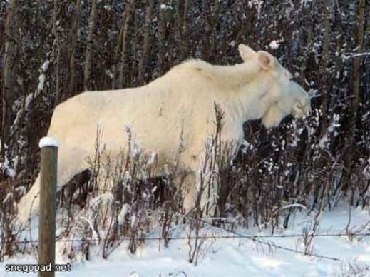 Животные альбиносы