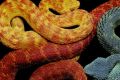 Змеи и искусство