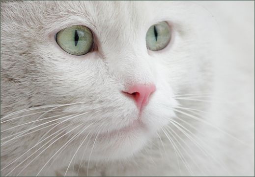 Макро фотографии