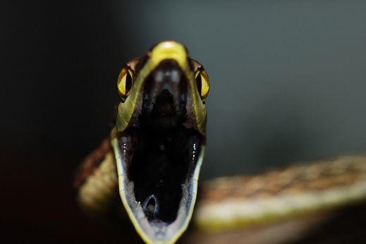 Макро фотографии