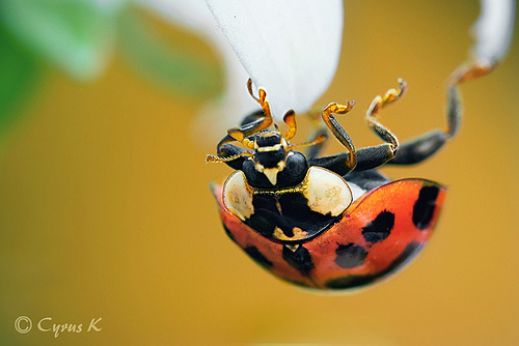 Макро фотографии