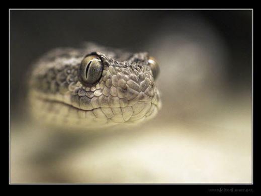 Макро фотографии