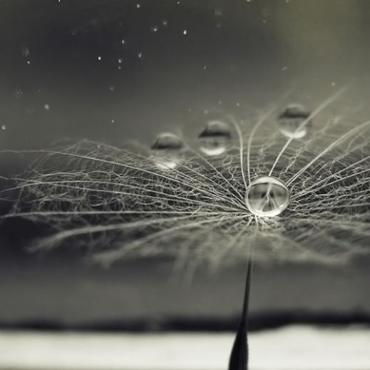 Макро фотографии