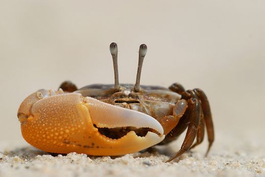 Макро фотографии