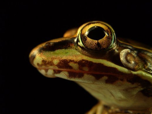 Макро фотографии