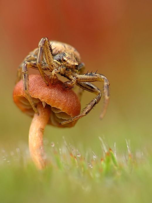 Макро фотографии