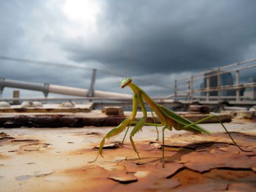 Макро фотографии