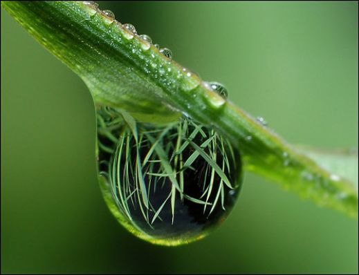 Макро фотографии