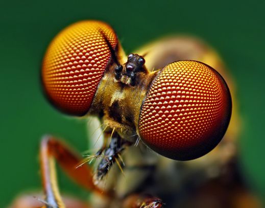 Макро фотографии