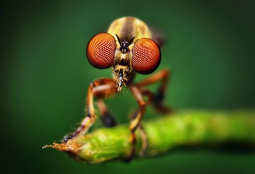 Макро фотографии