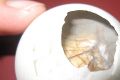 15 самых отвратительных деликатесов