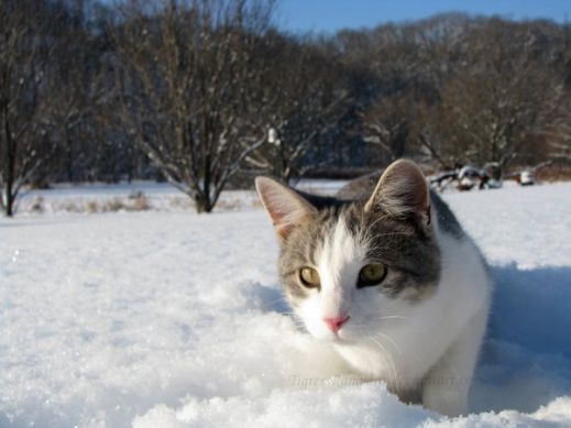 Кошки в снегу