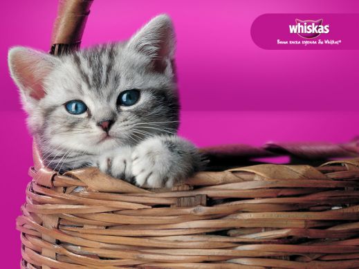 ����� �� Whiskas