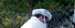 Ученые вывели трансгенных кур для борьбы с распространением гриппа