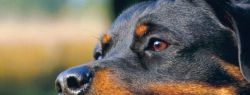 Ученые доказали способность собак вынюхивать рак