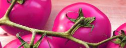 Tomatoes lilac - scary, but very useful