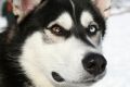 10 самых опасных собак мира