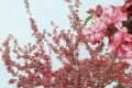 Декоративные яблони – хорошее украшение для сада