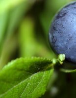 Buy blueberries only where authorized by the trade