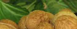 Любимое лакомство: орешки со сгущенным молоком