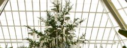 Рождественские и новогодние елки: вечнозеленые красавицы