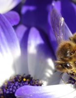 Scientists have uncovered the mystery of the mass death of bees all over the world