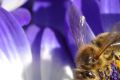 Scientists have uncovered the mystery of the mass death of bees all over the world