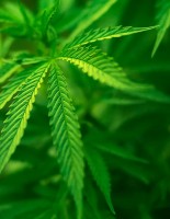 Scientists: marijuana improves lung function