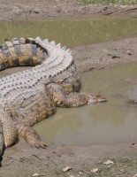 Ученые нашли древнейшего предка крокодилов