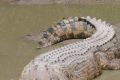 Scientists have found the earliest ancestor of crocodiles
