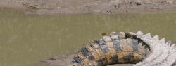 Ученые нашли древнейшего предка крокодилов
