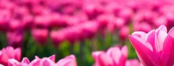 Tulips - a cradle for the fairies