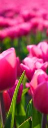 Tulips - a cradle for the fairies
