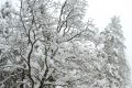 Muscovites on the Internet have become increasingly interested in the weather