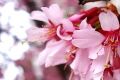 Flowers on March 8?