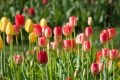 Plants Tulips lowbrow