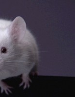 Why rodents are not suitable for the role of pets
