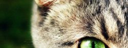 Всемирный день кошек отмечается 1 марта