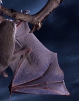 The new influenza A virus found in bats