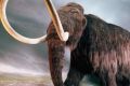 Russian scientists have conceived clone of ancient animals