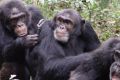 Chimpanzees are more genetically diverse than people