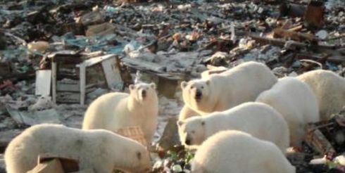 В Арктике проведут генеральную уборку