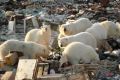 In the Arctic, will hold spring cleaning