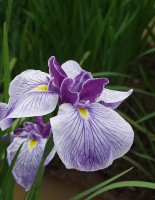 Iris - Flower Rainbow