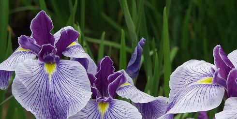 Iris - Flower Rainbow