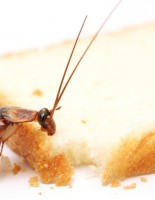 How to kill cockroaches